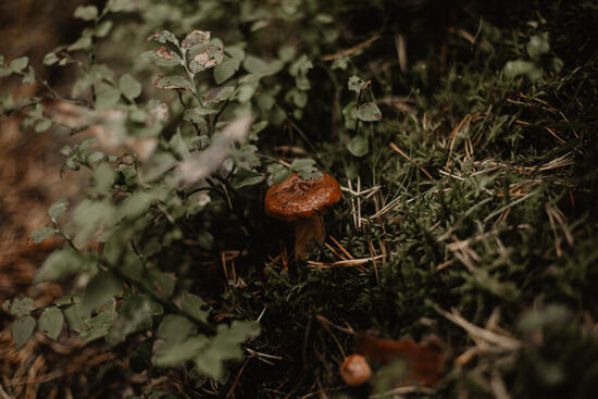 Rudens bagātīgo toņu palete kāzu fotogrāfijās