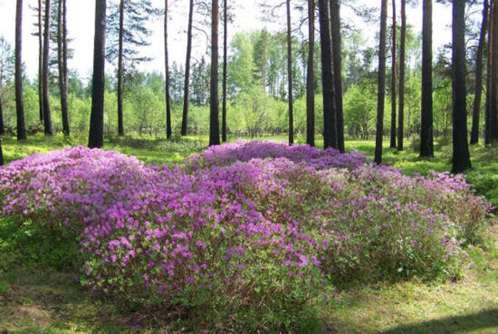 Kalsnavas arborētums