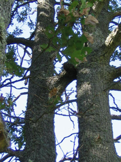 Sēku ozoli