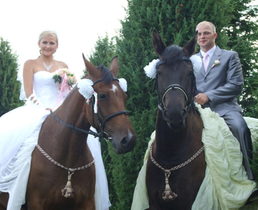 Romantiska izjāde un fotosesija ar zirgiem