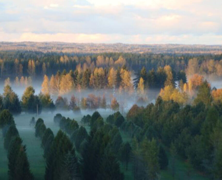 Kalsnavas arborētums