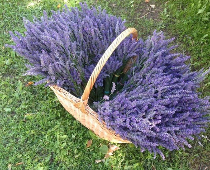 Lillas Lavender