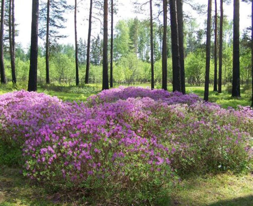 Kalsnavas arborētums