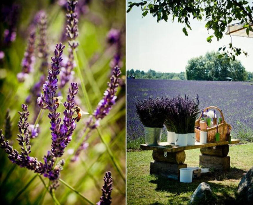 Lillas Lavender