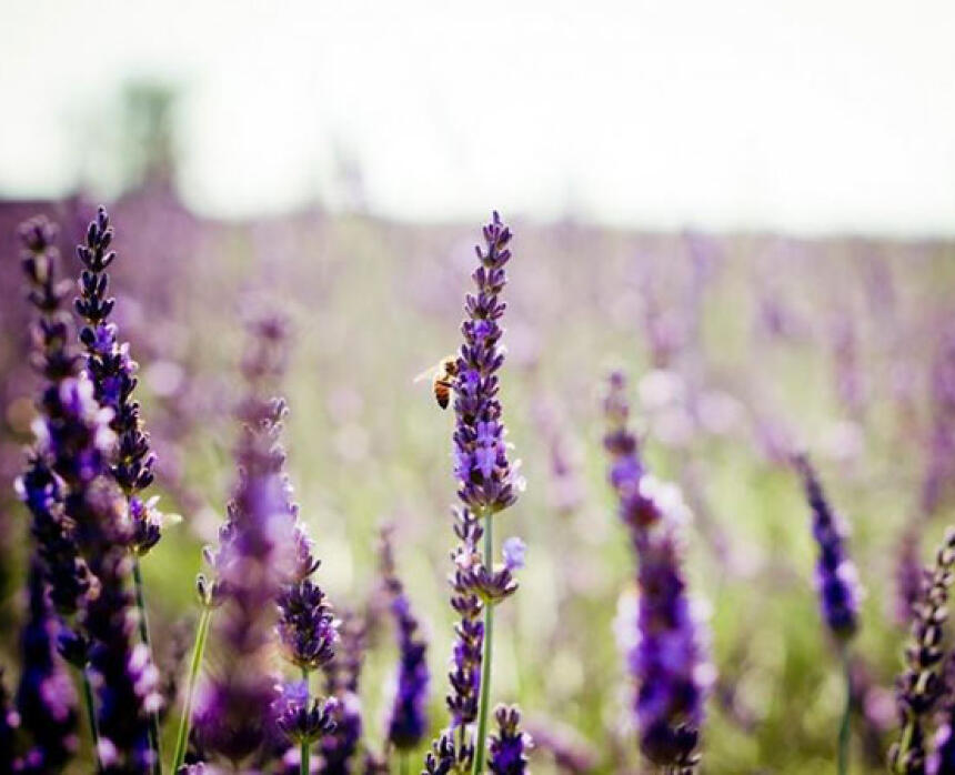 Lillas Lavender