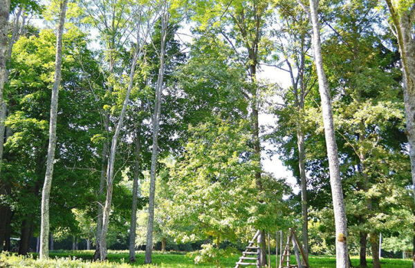 Juzefovas muižas parks