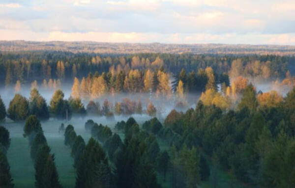 Kalsnavas arborētums