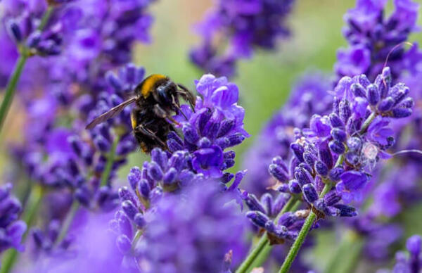 Lillas Lavender