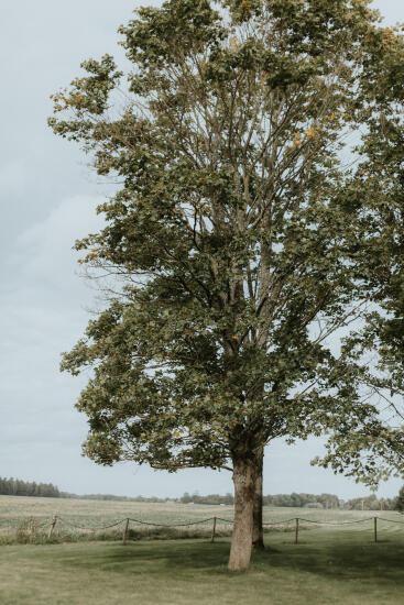 Kāzu stāsts: Līva un Dāvids
